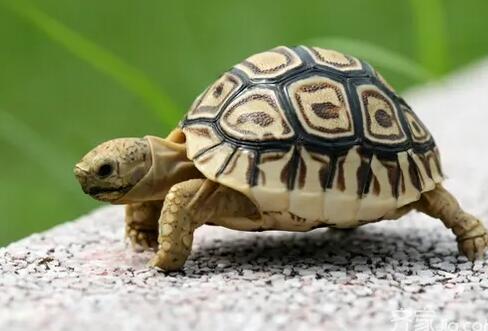 乌龟能在水里呆多久 为什么老是往外爬